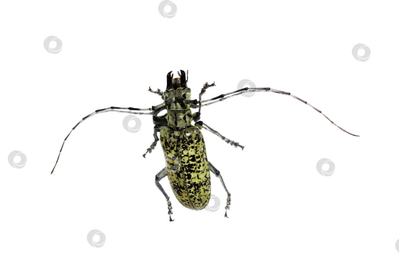 Скачать Большой зеленый жук, изолят на белом фоне, cerambycidae фотосток Ozero