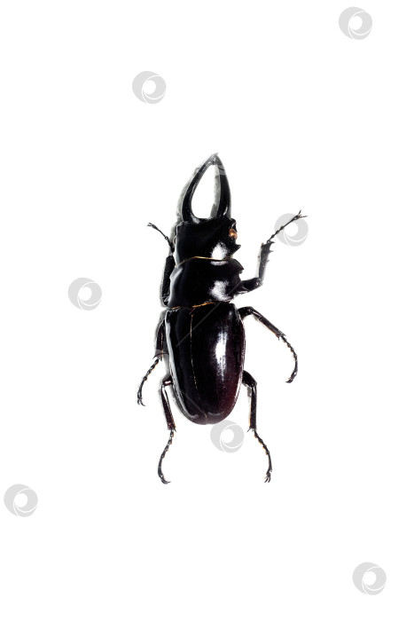 Скачать Большой коричневый жук, изолят на белом фоне, odontolabis dalmanni фотосток Ozero