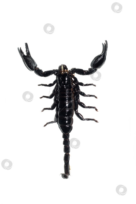 Скачать Черный скорпион, изолированный на белом фоне фотосток Ozero