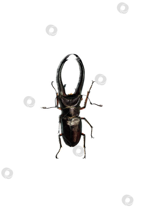 Скачать Большой коричневый жук, изолят на белом фоне, cyclommatus elaphus фотосток Ozero