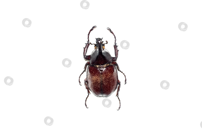 Скачать Большой коричневый жук, изолят на белом фоне, chalcosoma caucasus фотосток Ozero