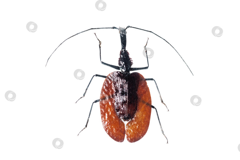 Скачать Большой коричневый жук, изолят на белом фоне, mormolyce phillodes фотосток Ozero