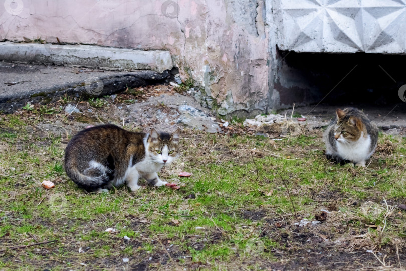 Скачать Серые бродячие кошки едят корм на траве фотосток Ozero