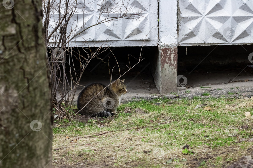 Скачать Серая бездомная кошка сидит на траве в парке фотосток Ozero