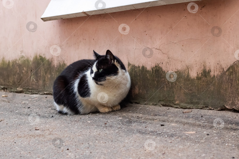 Скачать Бездомный черный кот с белой грудкой сидит фотосток Ozero