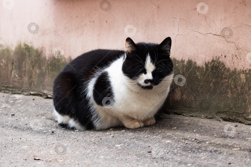 Скачать Бездомный черный кот с белой грудкой сидит фотосток Ozero