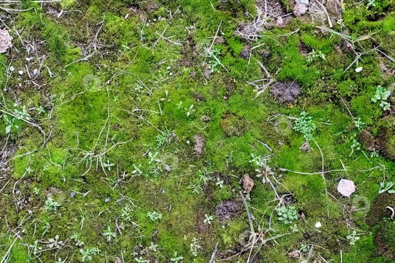 Скачать Зеленый мох на земле и траве, фон фотосток Ozero