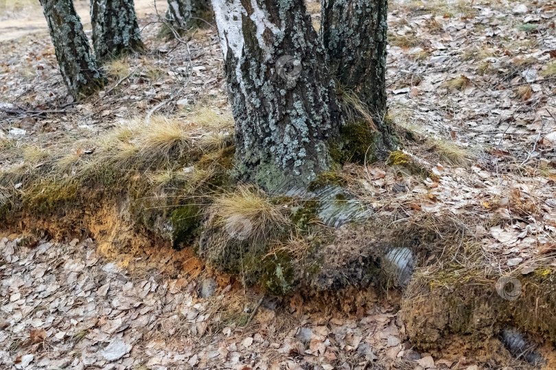 Скачать Пень и корни деревьев смыкаются среди желтых листьев фотосток Ozero