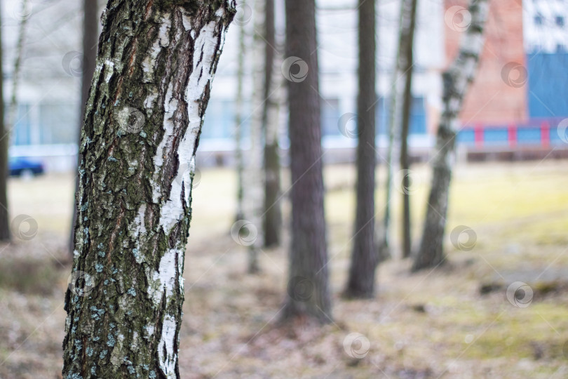 Скачать Ствол дерева в лесу крупным планом фотосток Ozero