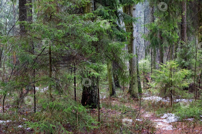 Скачать Весенний лес с елями и травой фотосток Ozero