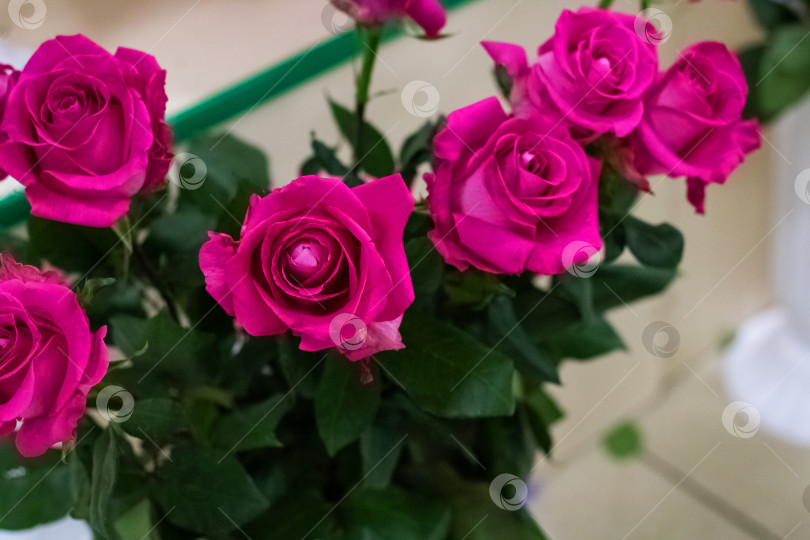 Скачать Букет розовых роз крупным планом с копировальным пространством фотосток Ozero