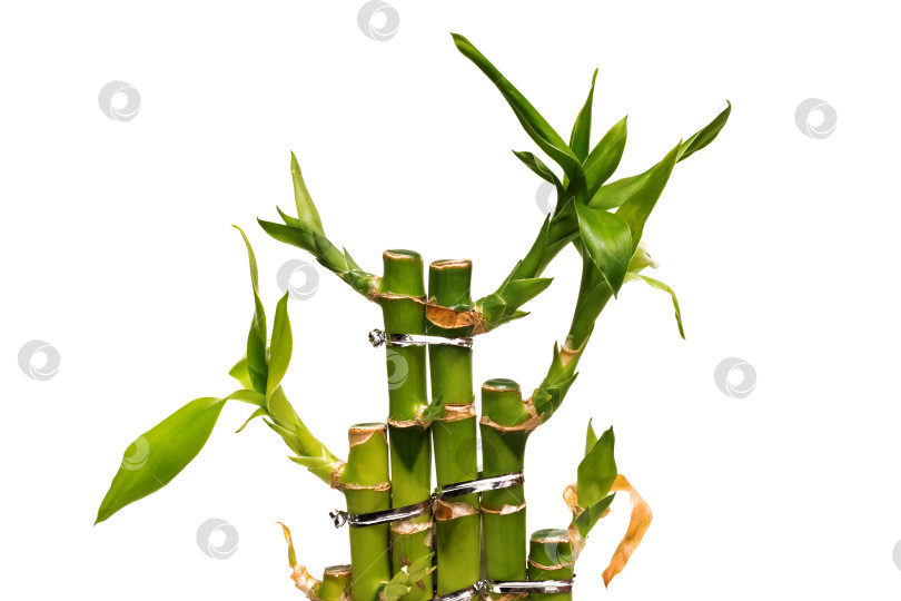 Скачать Бамбук с листьями крупным планом, изолированный на белом фоне фотосток Ozero