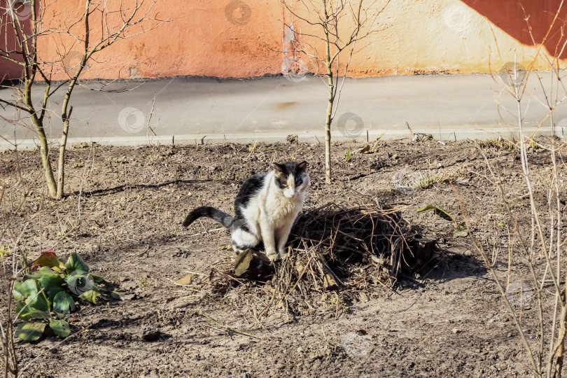 Скачать Белая кошка писает на клумбу крупным планом фотосток Ozero