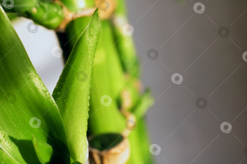 Скачать Зеленые листья растения с каплями воды крупным планом, весенний фон фотосток Ozero