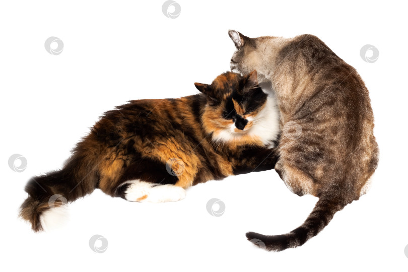Скачать Две кошки лижут друг друга, выделяясь на белом фоне фотосток Ozero