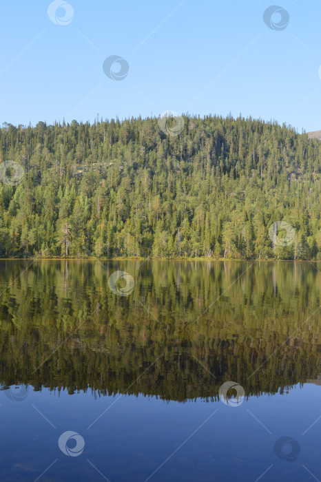 Скачать Лесное озеро летом в августе 2022 года фотосток Ozero