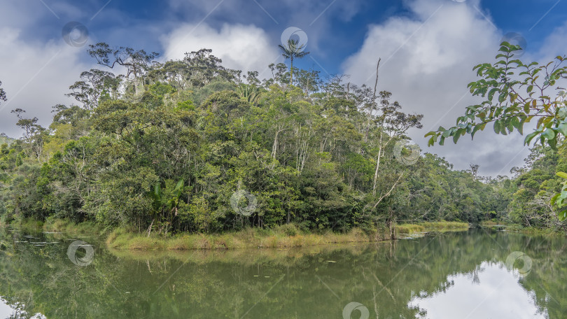 Скачать Спокойная река петляет по тропическому лесу. фотосток Ozero