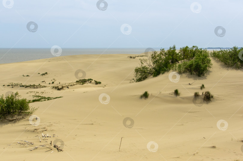 Скачать Прибрежная часть Куршского залива покрыта песком. Чистые песчаные пляжи в национальном парке. Живописный ландшафт Балтики представлен песчаными дюнами и морским побережьем. Калининградская область. фотосток Ozero