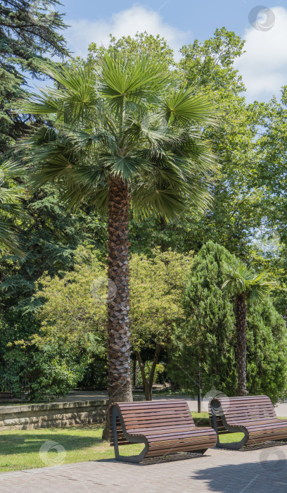 Скачать Высокая пальма Вашингтон робуста (мексиканская веерная пальма или мексиканская вашингтония) в ландшафтном парке города-курорта Сочи. Пальма растет вдоль пешеходной аллеи. Природная концепция дизайна. фотосток Ozero