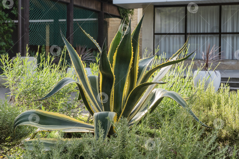 Скачать Агава американская (Agave americana) полосатая - вид рода агава, подсемейства агавовых, семейства спаржевых на размытом фоне здания на набережной. Выборочный фокус. Природная концепция дизайна. фотосток Ozero