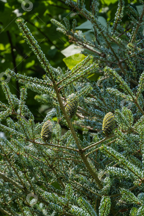 Скачать Весенний сад. Ель Abies koreana Silberlocke с молодыми голубыми шишками на ветках. Зеленые и серебристые еловые иголки на корейской пихте. Выборочный фокус на природе. Крупный план. Концепция естественного дизайна фотосток Ozero