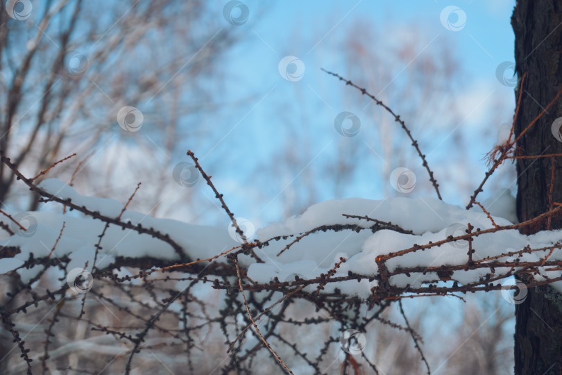 Скачать Ветви дерева покрыты снегом. Голубое небо на заднем плане. Зимний сезон, выборочный фокус фотосток Ozero