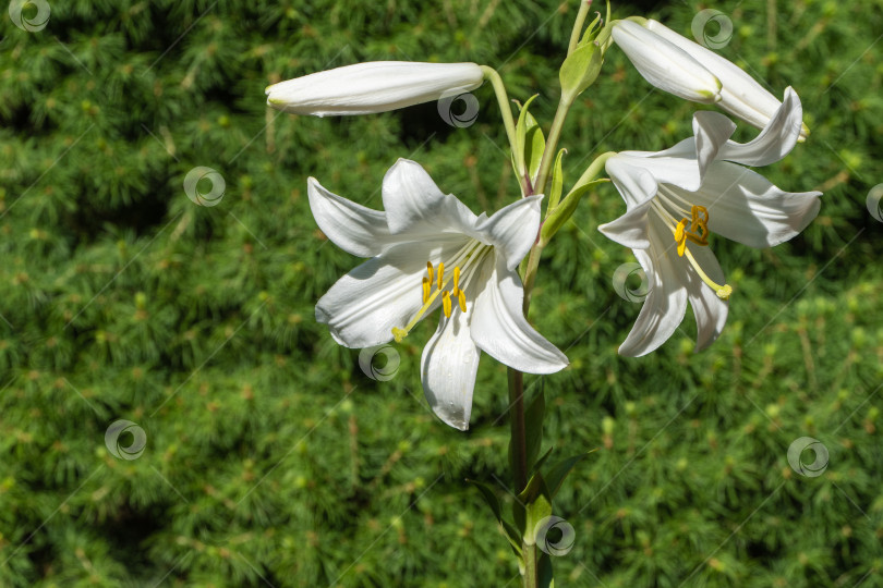 Скачать Красивые цветы белых лилий на размытом фоне зелени сада. Выборочный фокус. Концепция природы для дизайна. фотосток Ozero