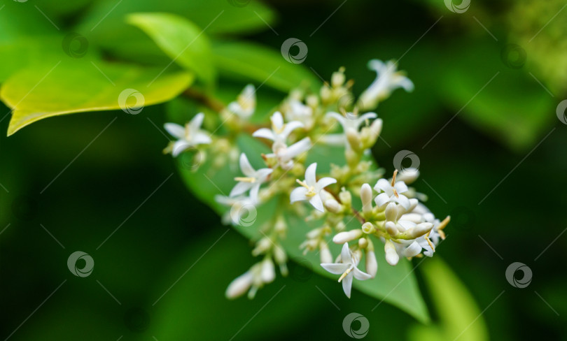 Скачать Крупный план маленьких и нежных белых цветков кустарника Ligustrum Vicaryi с желтой вечнозеленой листвой. Красивые растения в декоративном саду. Избирательный подход. Концепция природы для дизайна фотосток Ozero