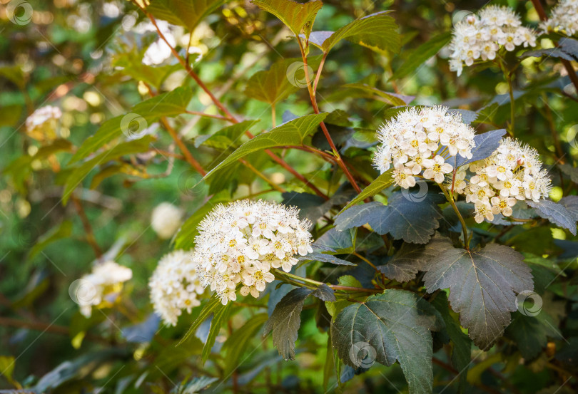 Скачать Множество белых цветов кустарника Ninebark или Physocarpus Opulifolius Diabolo с фиолетовыми листьями на темном размытом фоне. Выборочный фокус. Цветочный пейзаж, свежие обои, концепция фона природы фотосток Ozero