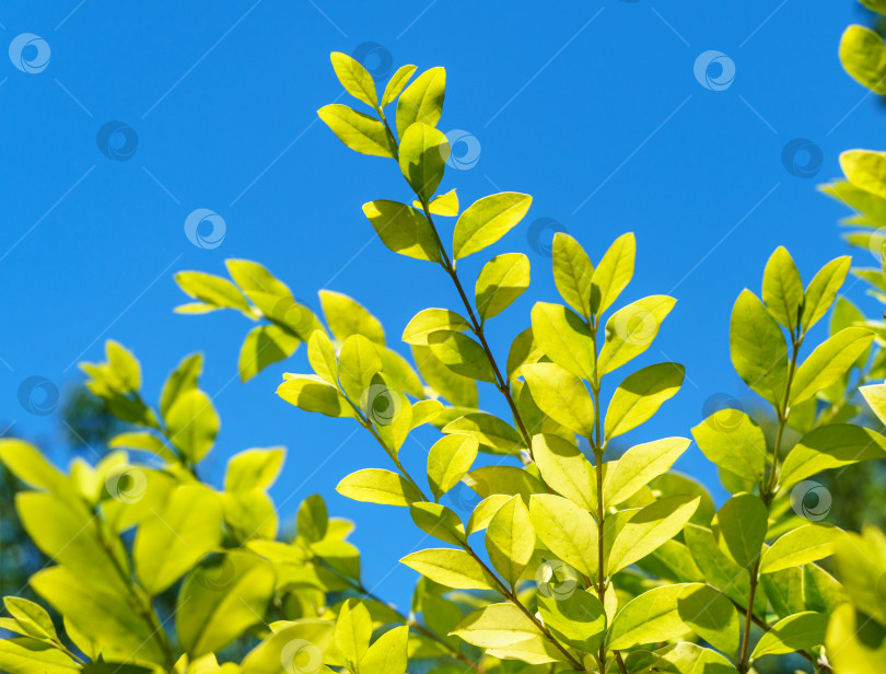 Скачать Красивая желтая листва на кусте Ligustrum Vicaryi на фоне голубого неба в декоративном саду. Выборочный фокус. Природная концепция дизайна фотосток Ozero