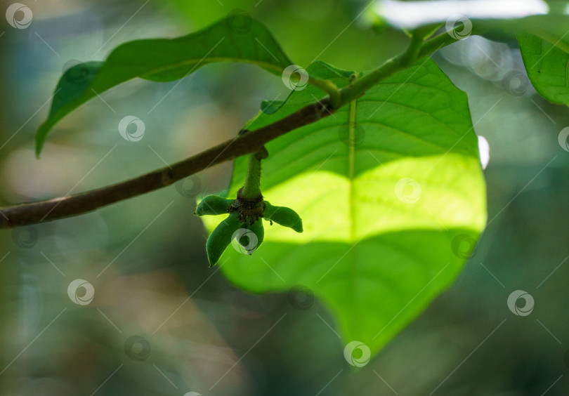 Скачать Молодые маленькие темно-зеленые плоды Asimina triloba или папайи в весеннем саду на размытом зеленом фоне. Выборочный крупный план незрелых плодов. фотосток Ozero