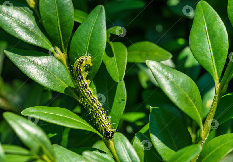 Скачать Крупный план гусеницы самшитовой моли cydalima perspectalis на кусте Buxus sempervirens. Яркий полосатый вредитель на веточке самшита. Самый крупный вредитель для Buxus sempervirens, европейского самшита или инвазивного самшита фотосток Ozero