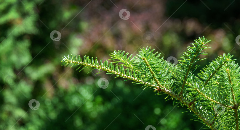 Скачать Корейская ель Abies koreana крупным планом с ярко-зелеными иголками на ветке на размытом зеленом фоне в саду. Выборочный фокус. Концепция природы для дизайна с местом для вашего текста фотосток Ozero