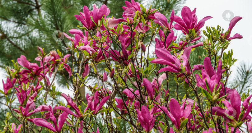 Скачать Крупные розовые цветы магнолии Сьюзен (Magnolia liliiflora x Magnolia stellata). Прекрасное цветение в весеннем саду. Избирательный подход. Концепция природы для дизайна. фотосток Ozero