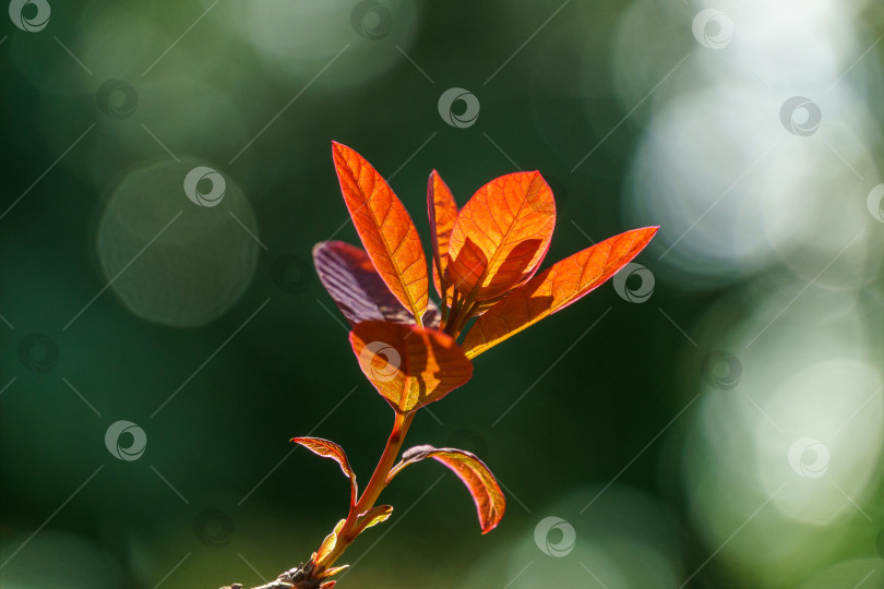 Скачать Красные листья на фоне зелени. Молодые красные листья Cotinus coggygria Royal Purple (Rhus cotinus, европейское дымчатое дерево) на солнечном фоне размытой зелени в весеннем саду. фотосток Ozero