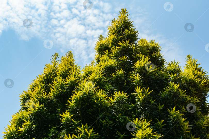 Скачать w Taxus baccata Fastigiata Aurea (английский тис, европейский тис) новая ярко-зеленая с желтыми полосками листва на фоне голубого неба в качестве естественного фона. Выборочный фокус. Природная концепция дизайна фотосток Ozero