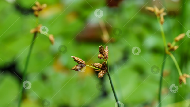 Скачать Крупный план плодов камыша озерного (Schoenoplectus lacustris) или обыкновенного камышевника на зеленом размытом фоне. Выборочный фокус фотосток Ozero