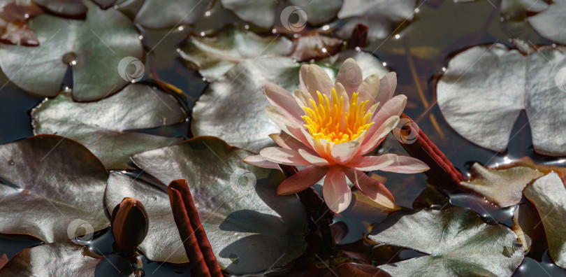 Скачать Розовая водяная лилия или цветок лотоса Marliacea Rosea в садовом пруду. Нимфея крупным планом над зелеными листьями. Цветочный пейзаж для обоев природы с пространством для копирования. Выборочный фокус фотосток Ozero
