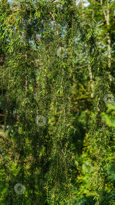 Скачать Высокий можжевельник Juniperus communis Horstmann в цвету в саду. Красивые иголки и цветы на ветках можжевельника. Природная концепция весеннего дизайна. Избирательный подход фотосток Ozero