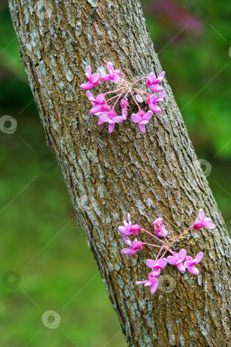 Скачать Редбад восточный, или Eastern Redbud Cercis canadensis, пурпурный весенний цветок на сером стволе. Крупный план розовых цветов иудиного дерева. Выборочный фокус. Концепция природы для дизайна. Место для вашего текста фотосток Ozero