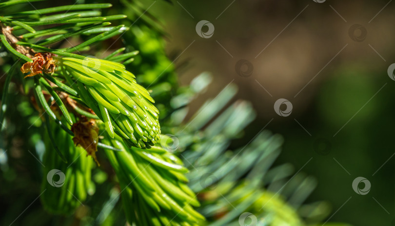 Скачать Крупный план молодых зеленых иголок Picea omorika или ветки сербской ели.  Концепция природы для весеннего или рождественского дизайна. Выборочный фокус крупным планом фотосток Ozero