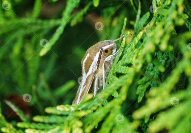 Скачать Крупный план красивого полосатого бражника Hyles livornica. Бабочка, сидящая на вечнозеленом дереве. Выборочный фокус фотосток Ozero