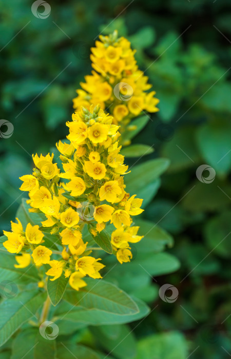 Скачать Желтые цветки Lysimachia punctata (крапивник пятнистый, желтый или садовый). Селективный фокус фотосток Ozero