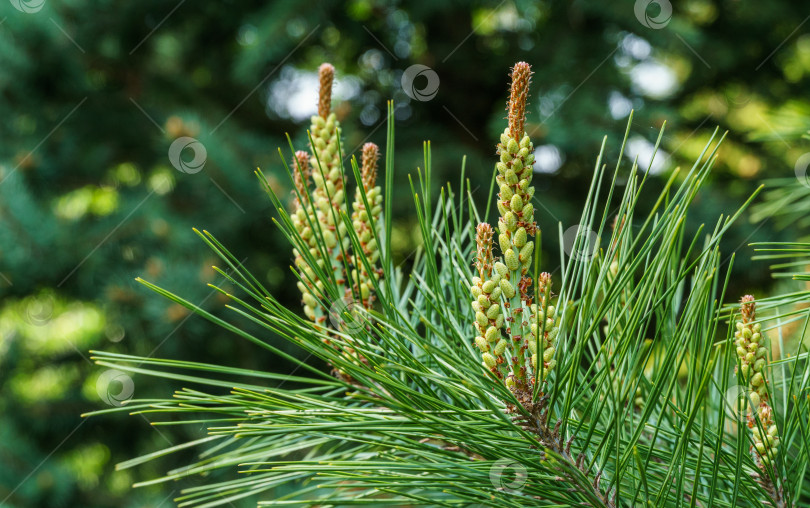 Скачать Молодые длинные побеги сосны Pinus densiflora Umbraculifera на фоне вечнозеленых растений. Солнечный день в весеннем саду. Концепция природы для дизайна. Выборочный фокус фотосток Ozero