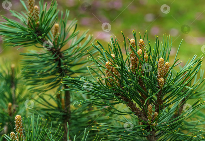 Скачать Pinus mugo Pumilio с красивыми молодыми побегами. Крупный план сорта карликовой горной сосны, зеленой в солнечный день. Место для вашего текста. Маленькая и пушистая. Концепция природы для весеннего дизайна фотосток Ozero