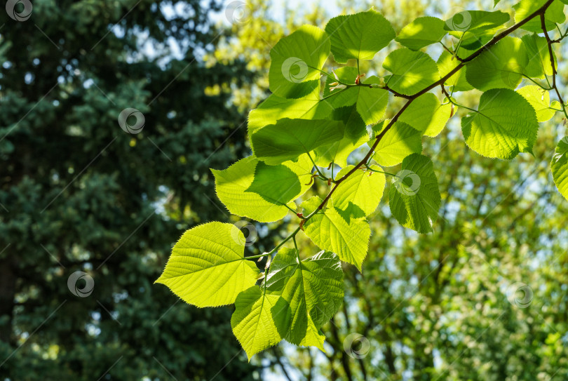 Скачать Ярко-зеленые листья липы Tilia caucasica на размытом зеленом фоне. Естественная концепция весны, начала новой жизни. Избирательный фокус. фотосток Ozero