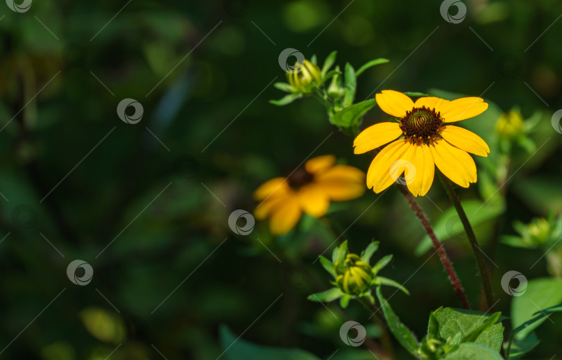 Скачать Желтые цветы Рудбекии трехлистной или кареглазой Сьюзен, трехлопастной или тонколистной хвойной в солнечном саду на размытом темном фоне. Мягкий выборочный фокус крупным планом. Место для вашего текста фотосток Ozero