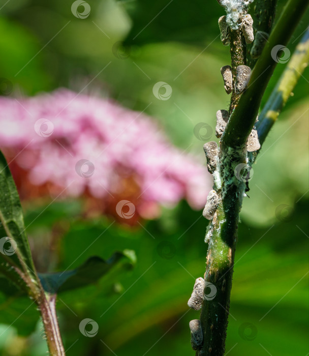 Скачать Цитрусовый плосколистник (Metcalfa pruinosa), сидящий на стебле Clerodendrum bungei.  Metcalfa pruinosa, цитрусовая плоскоклювка - вид насекомых из семейства плоскоклювок. фотосток Ozero