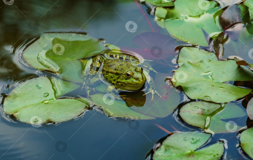 Скачать Зеленая лягушка Рана ридибунда (pelophylax ridibundus) сидит на листе водяной лилии в садовом пруду. Листья водяной лилии покрыты каплями дождя. Естественная среда обитания и природная концепция дизайна фотосток Ozero