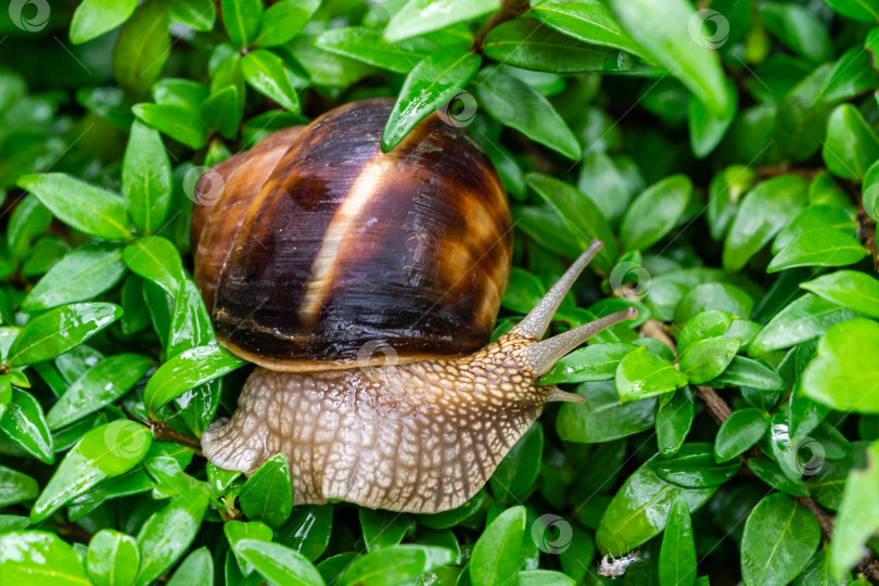 Скачать Мягкий крупный план красивой Helix pomatia, римской улитки, бордовой улитки на влажных листьях самшита Buxus sempervirens или европейского самшита. Красивая раковина в естественной среде обитания фотосток Ozero